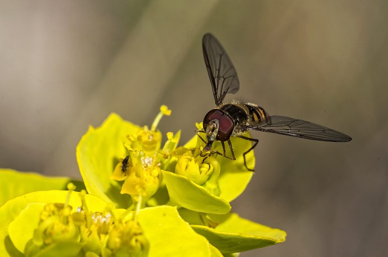 Episyrphus balteatus - Mosca avispa