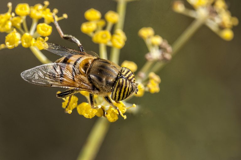 Eristalinus taeniops - Mosca tigre