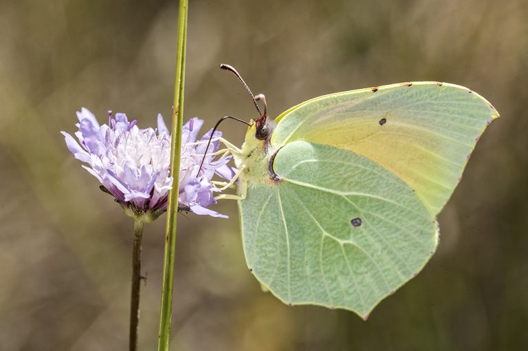 Gonepteryx cleopatra - Cleopatra