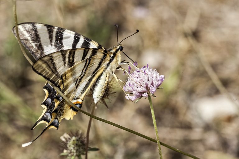 Iphiclides podalirius - Podalirio