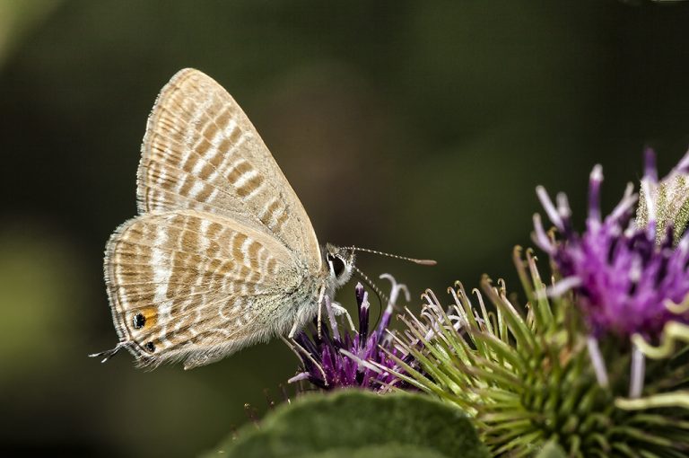 Lampides boeticus - Canela estriada