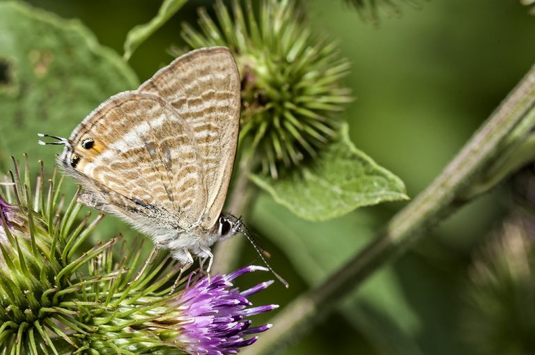 Lampides boeticus - Canela estriada