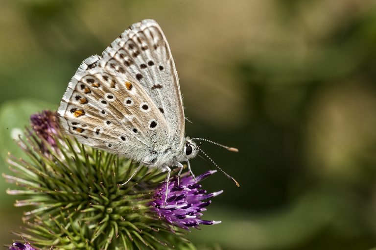 Lysandra hispana - Mariposa azul de Provenza