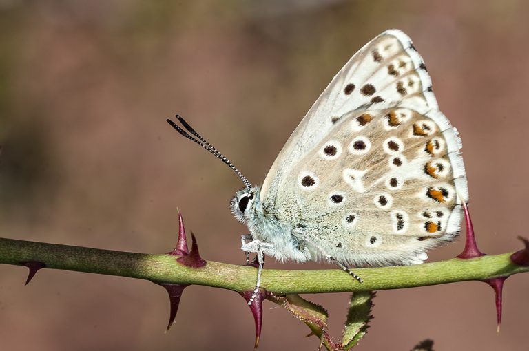 Lysandra hispana - Mariposa azul de Provenza
