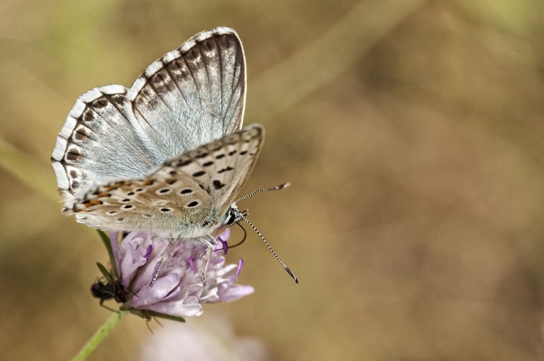 Lysandra hispana - Mariposa azul de Provenza