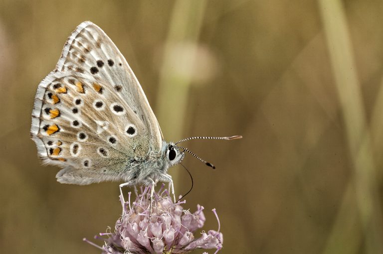 Lysandra hispana - Mariposa azul de Provenza