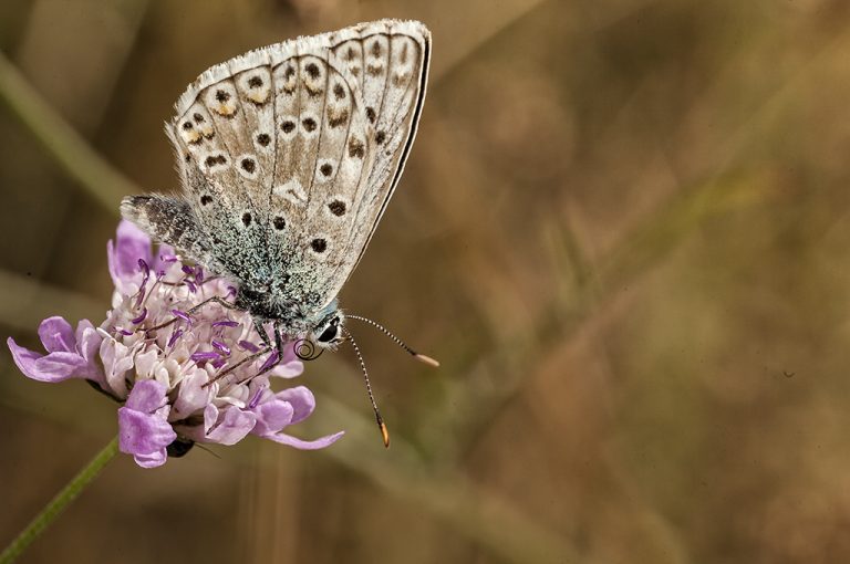 Lysandra hispana - Mariposa azul de Provenza