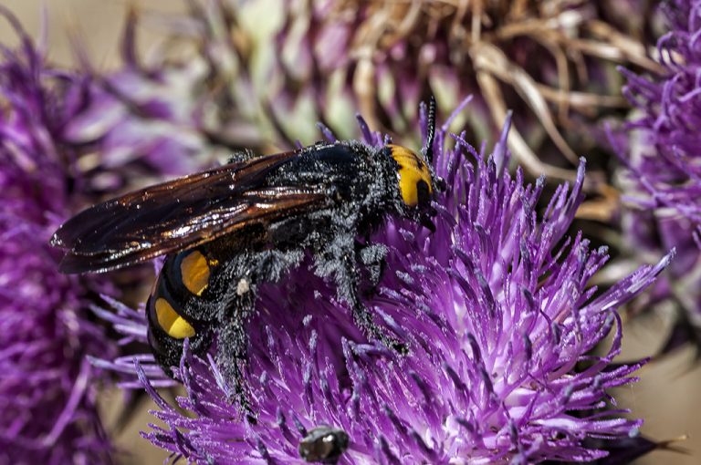 Megascolia maculata flavifrons - Avispón