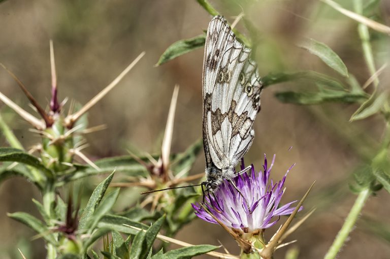 Melanargia lachesis - Medio luto ibérica