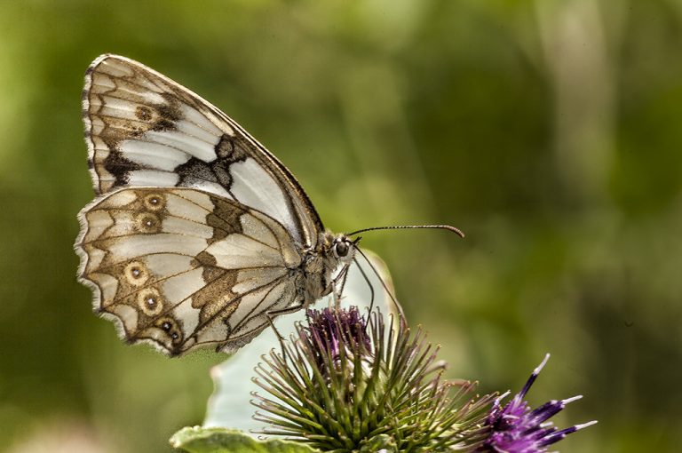 Melanargia lachesis - Medio luto ibérica