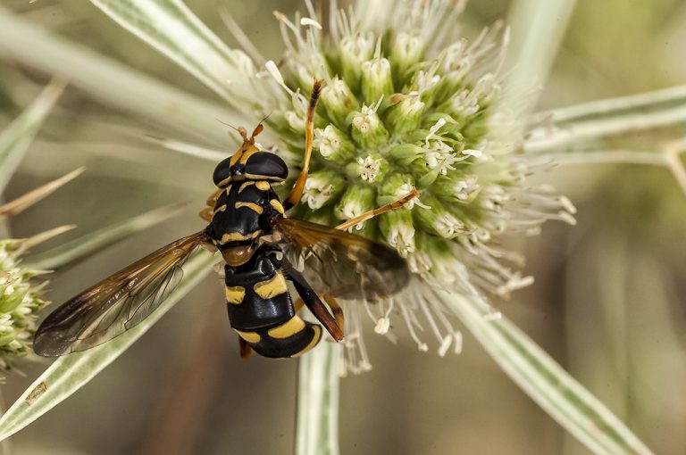 Milesia semiluctifera - Cernidora chaqueta amarilla