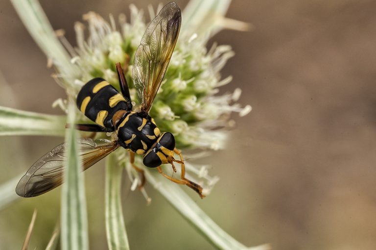 Milesia semiluctifera - Cernidora chaqueta amarilla