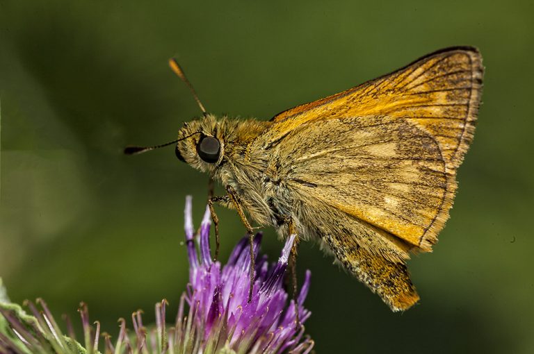 Ochlodes sylvanus - Dorada orla ancha