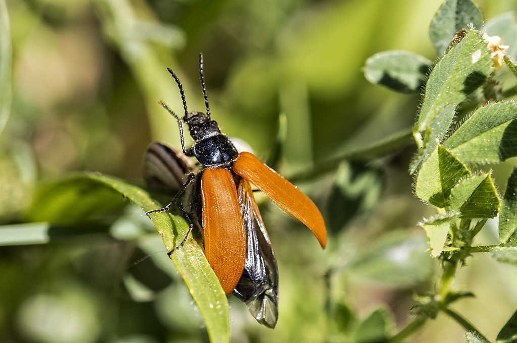 Omophlus lepturoides - Escarabajo de la madera
