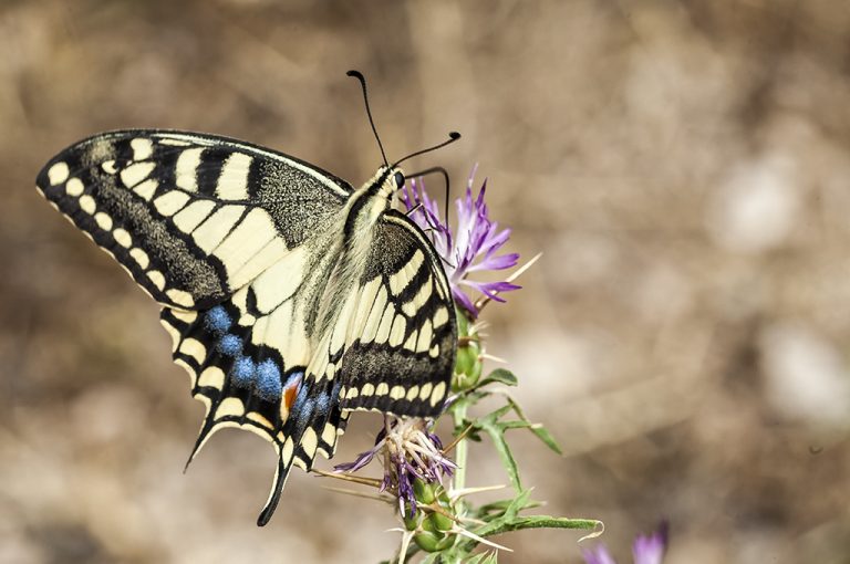 Papilio machaon - Macaón