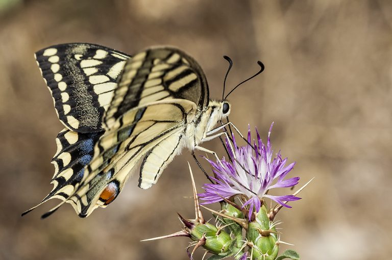 Papilio machaon - Macaón