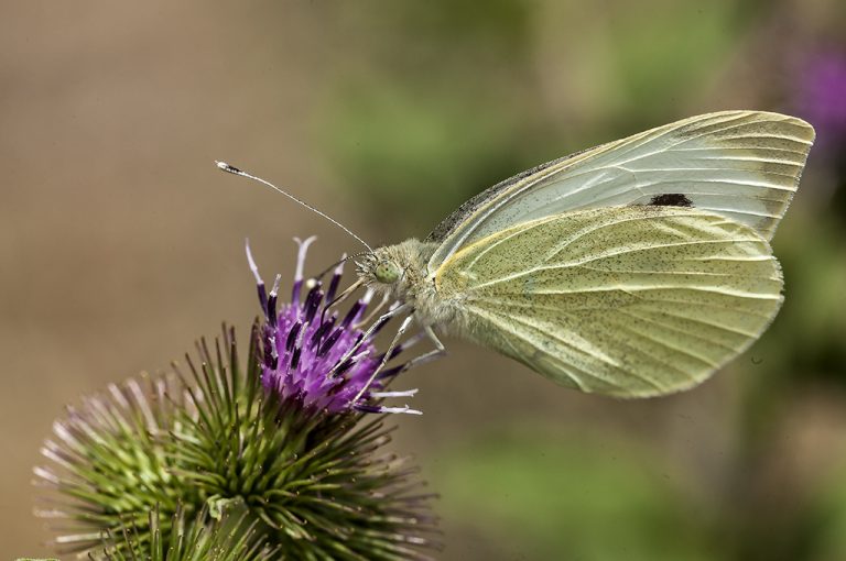 Pieris brassicae - Mariposa de la col