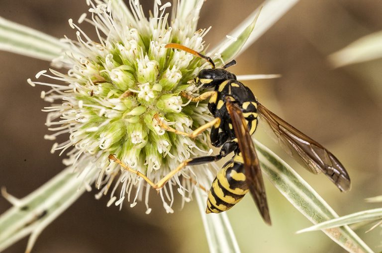 Polistes dominula - Avispa papelera