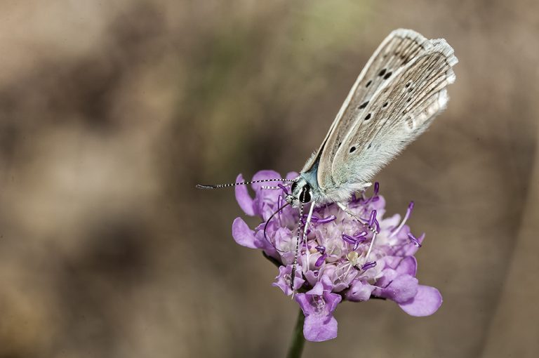 Polyommatus daphnis - Azul de Meleager