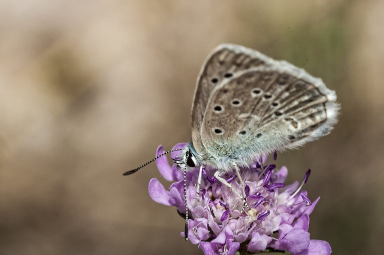 Polyommatus daphnis - Azul de Meleager