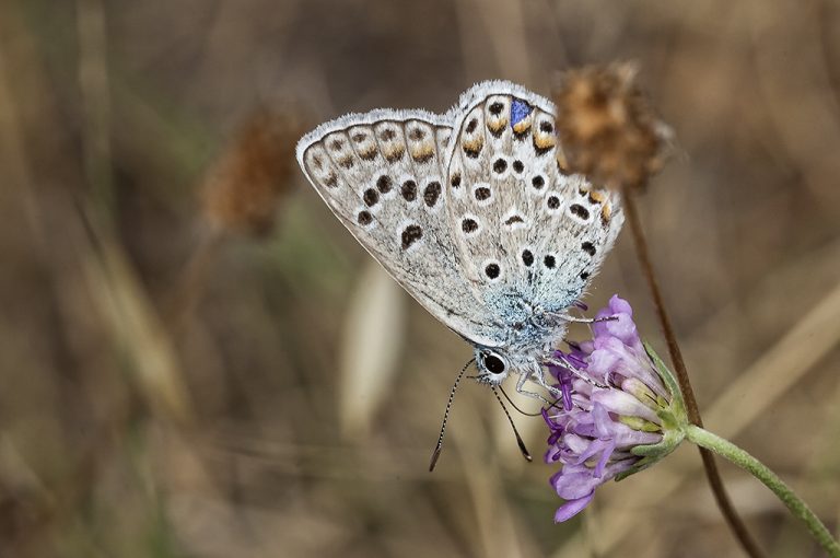 Polyommatus escheri - Azul de Escher