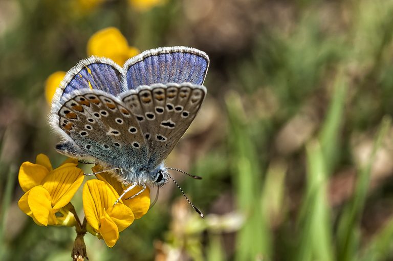 Polyommatus icarus - Mariposa azul comun