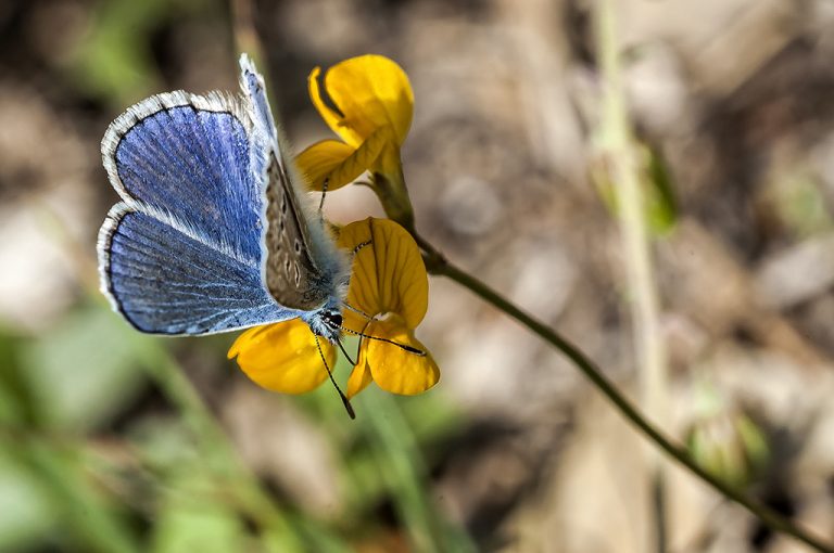 Polyommatus icarus - Mariposa azul comun