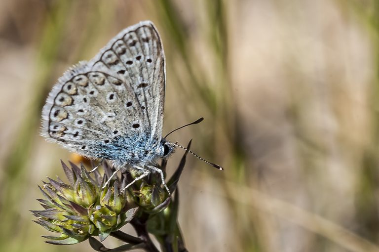 Polyommatus icarus - Mariposa azul comun