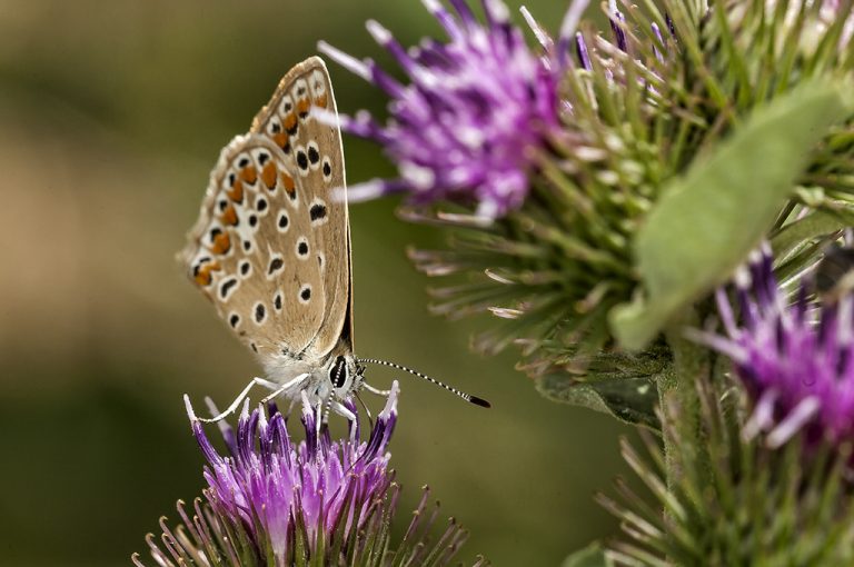 Polyommatus icarus - Mariposa azul comun