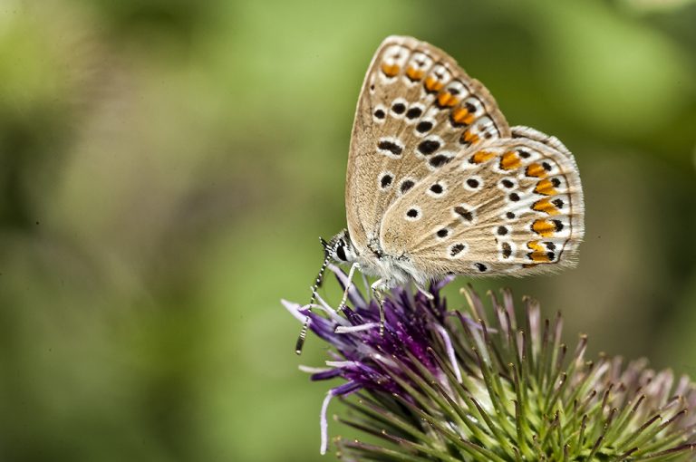 Polyommatus icarus - Mariposa azul comun