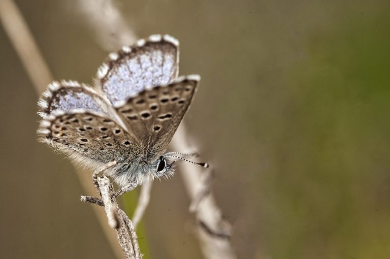 Pseudophilotes panoptes - Azulita del tomillo