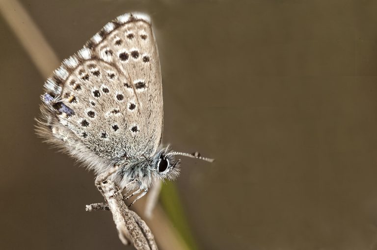 Pseudophilotes panoptes - Azulita del tomillo