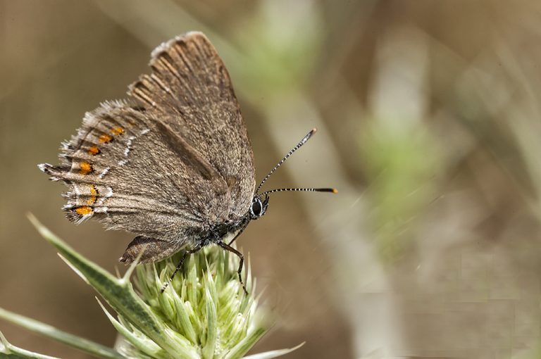 Satyrium esculi - Querquera