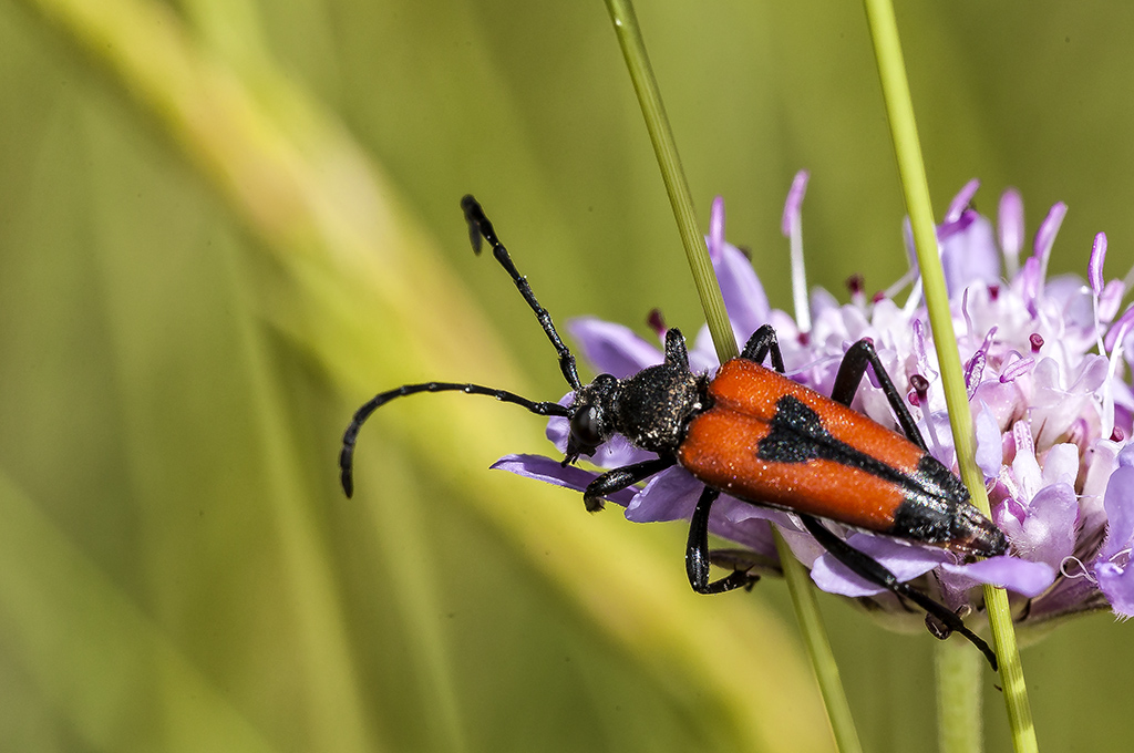 Stictoleptura cordigera - Escarabajo longicorne de las flores
