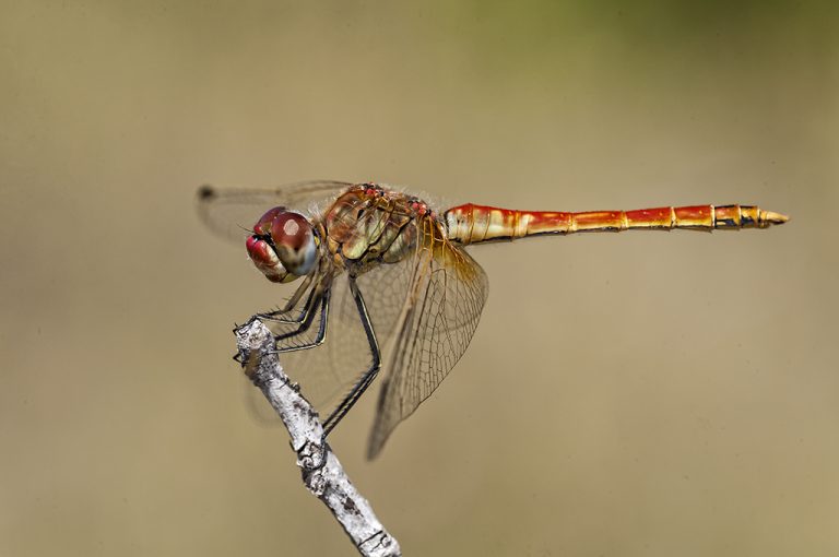 Sympetrum fonscolombii - Libelula