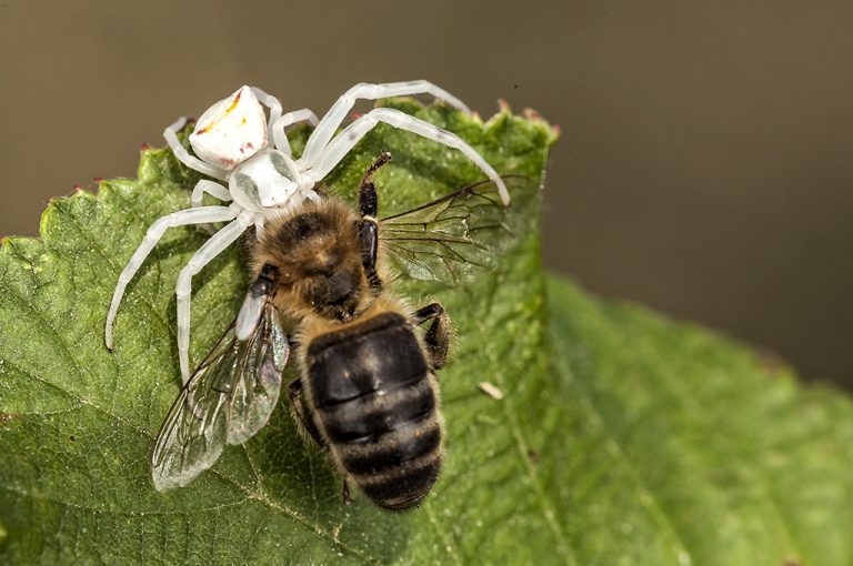 Thomisus onustus - Araña cangrejo