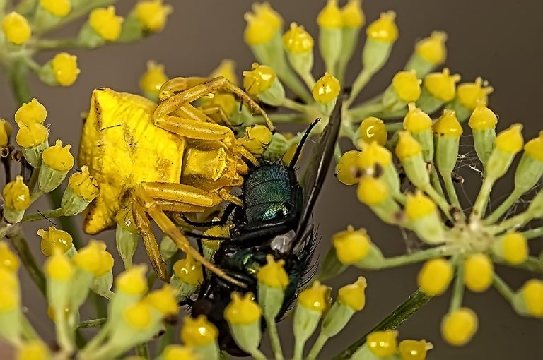 Thomisus onustus - Araña cangrejo