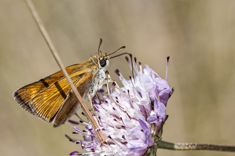 Thymelicus acteon - Dorada oscura