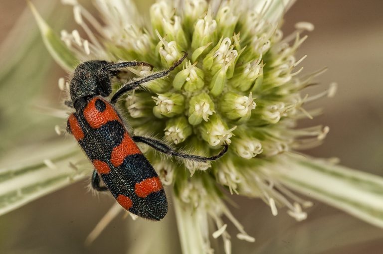 Trichodes leucopsideus - Escarabajo ajedrezado