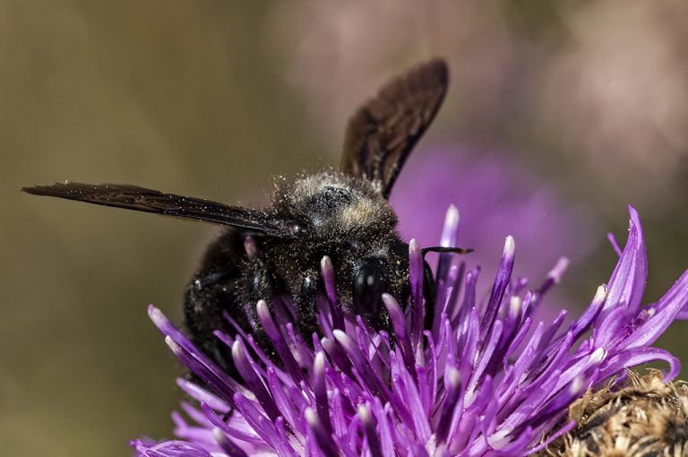 Xilocopa violacea - Abejorro carpintero europeo