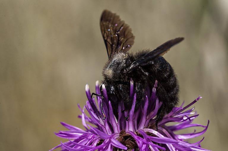 Xilocopa violacea - Abejorro carpintero europeo