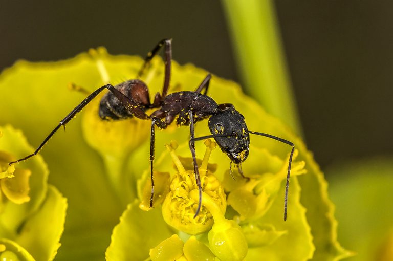 Camponotus cruentatus - Hormiga maderera