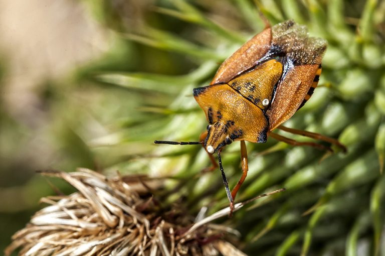 Carpocoris fuscispinus - Chinche escudo