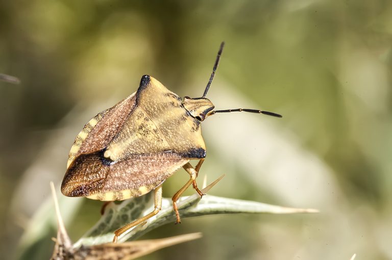 Carpocoris fuscispinus - Chinche escudo