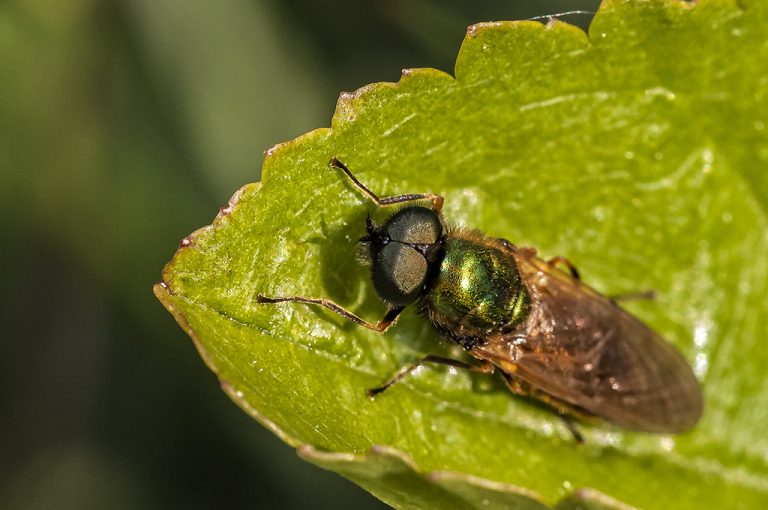 Chloromyia formosa - Mosca soldado verde