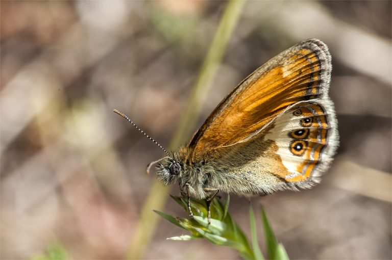 Coenonympha arcania