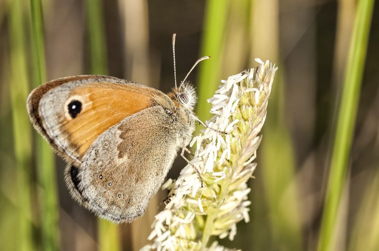 Coenonympha pamphilus - Ninfa de Linneo