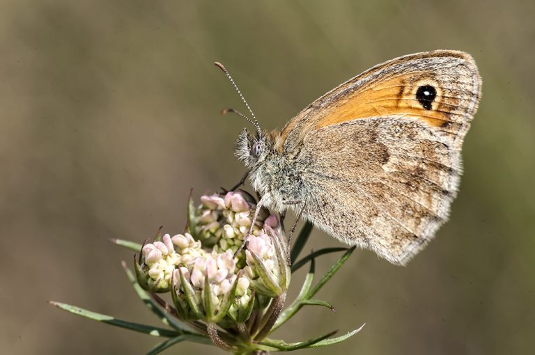 Coenonympha pamphilus - Ninfa de Linneo