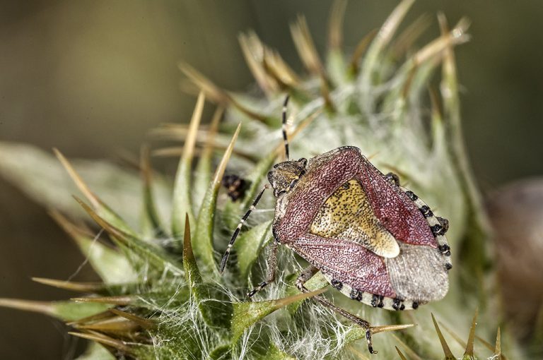 Dolycoris baccarum - Chinche de las fresas