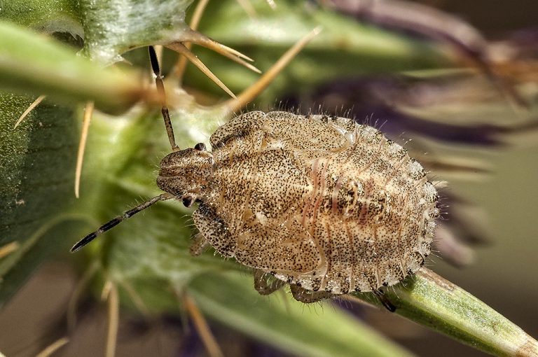 Dolycoris baccarum - Chinche de las fresas